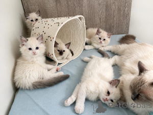 Foto №1. ragdoll-katze - zum Verkauf in der Stadt Antwerpen | verhandelt | Ankündigung № 174446