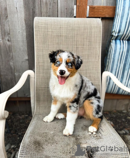 Foto №1. australian shepherd - zum Verkauf in der Stadt Poti | Frei | Ankündigung № 120829