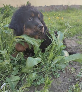 Foto №2 zu Ankündigung № 10946 zu verkaufen do khyi - einkaufen Weißrussland quotient 	ankündigung