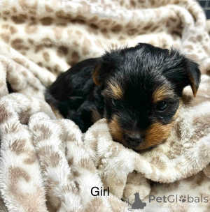 Foto №1. biewer terrier - zum Verkauf in der Stadt Chicago | 872€ | Ankündigung № 176367