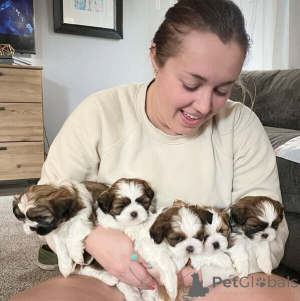 Foto №1. shih tzu - zum Verkauf in der Stadt Ludwigsburg | 450€ | Ankündigung № 149700