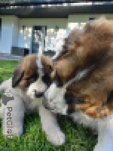 Zusätzliche Fotos: Moskauer Wachhund mit Ahnentafel - Welpen