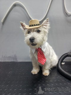 Foto №1. west highland white terrier - zum Verkauf in der Stadt Manchester | 450€ | Ankündigung № 159967
