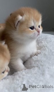 Foto №2 zu Ankündigung № 161233 zu verkaufen britisch kurzhaar - einkaufen Tschechische Republik vom kindergarten, züchter