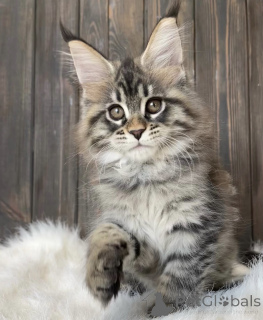 Foto №2 zu Ankündigung № 161778 zu verkaufen maine-coon-katze - einkaufen USA züchter