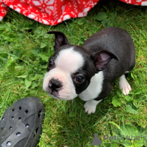 Foto №3. Entzückende Boston Terrier-Welpen zur kostenlosen Adoption. Deutschland