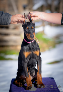 Foto №2 zu Ankündigung № 127943 zu verkaufen dobermann - einkaufen Serbien 
