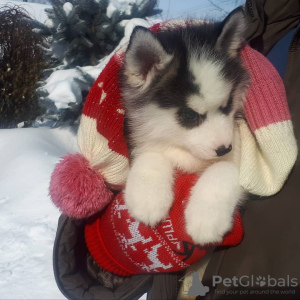 Foto №2 zu Ankündigung № 9372 zu verkaufen siberian husky - einkaufen Russische Föderation vom kindergarten