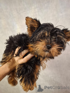 Foto №2 zu Ankündigung № 161228 zu verkaufen biewer terrier, yorkshire terrier - einkaufen Litauen quotient 	ankündigung, vom kindergarten, züchter