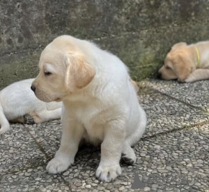 Foto №2 zu Ankündigung № 163503 zu verkaufen labrador retriever - einkaufen Großbritannien quotient 	ankündigung