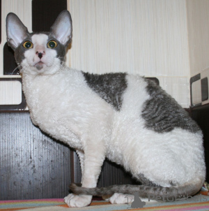 Foto №3. Abenteuerlustige Cornish-Rex-Kätzchen. Montenegro