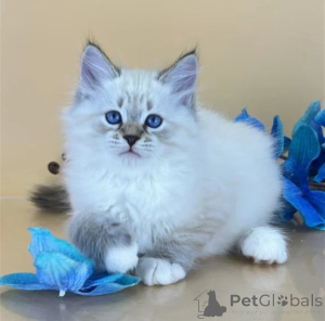 Foto №1. sibirische katze - zum Verkauf in der Stadt Datteln | 350€ | Ankündigung № 177045