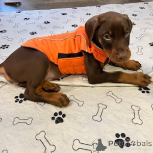 Foto №1. dobermann - zum Verkauf in der Stadt Aalborg | 700€ | Ankündigung № 173390
