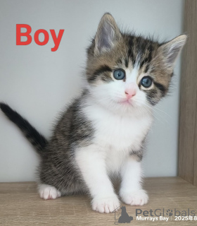 Foto №2 zu Ankündigung № 151105 zu verkaufen schottische faltohrkatze - einkaufen Neuseeland züchter