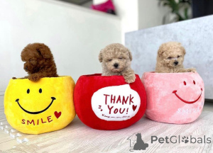 Foto №1. pudel (toy) - zum Verkauf in der Stadt Helsinki | 550€ | Ankündigung № 159351