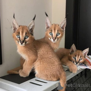 Foto №1. caracal - zum Verkauf in der Stadt Aizlenten | 450€ | Ankündigung № 158831