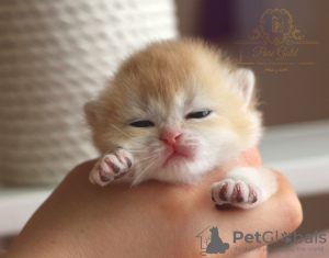 Zusätzliche Fotos: Britische Kätzchen goldene Chinshilas