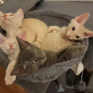 Foto №2 zu Ankündigung № 167274 zu verkaufen don sphynx - einkaufen Deutschland quotient 	ankündigung