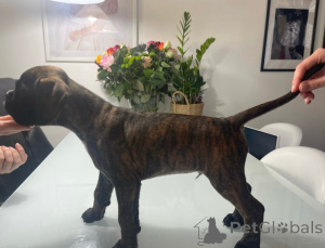 Foto №2 zu Ankündigung № 137195 zu verkaufen mischlingshund - einkaufen Österreich züchter