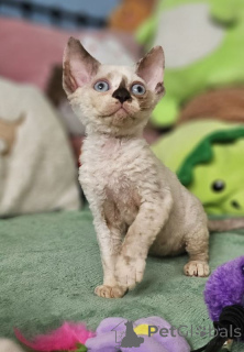 Foto №1. devon rex - zum Verkauf in der Stadt Berlin | 250€ | Ankündigung № 167364