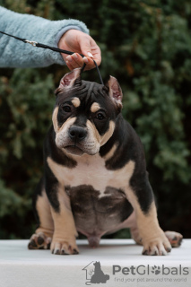 Foto №2 zu Ankündigung № 87116 zu verkaufen american bully - einkaufen Russische Föderation züchter