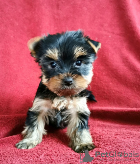 Foto №2 zu Ankündigung № 98107 zu verkaufen yorkshire terrier - einkaufen Österreich quotient 	ankündigung