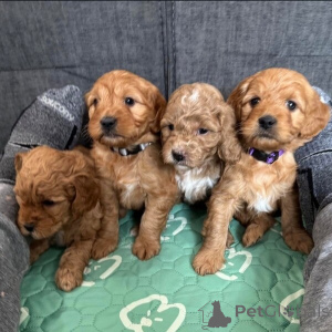 Foto №2 zu Ankündigung № 149697 zu verkaufen mischlingshund - einkaufen Deutschland quotient 	ankündigung