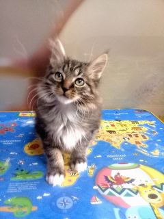 Foto №2 zu Ankündigung № 3972 zu verkaufen kurilen bobtail - einkaufen Russische Föderation züchter