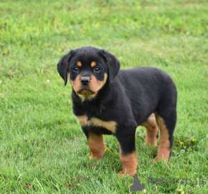 Foto №1.  - zum Verkauf in der Stadt Aizlenten | 484€ | Ankündigung № 161157