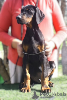 Foto №4. Ich werde verkaufen dobermann in der Stadt Pescara. vom kindergarten - preis - 2000€
