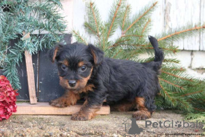 Foto №2 zu Ankündigung № 63822 zu verkaufen yorkshire terrier - einkaufen Deutschland 