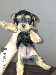 Foto №1. biewer terrier, yorkshire terrier - zum Verkauf in der Stadt Helsinki | 650€ | Ankündigung № 160685