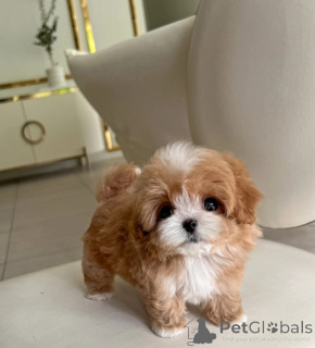 Foto №3. Maltipoo-Welpen. Weißrussland