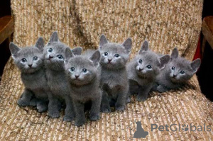 Foto №3. Männliche und weibliche Russisch-Blau-Kätzchen zur Adoption. Estland