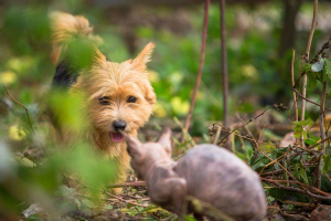Foto №2 zu Ankündigung № 4474 zu verkaufen norwich terrier - einkaufen Russische Föderation quotient 	ankündigung