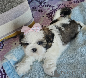 Foto №1. shih tzu - zum Verkauf in der Stadt Ashford | 368€ | Ankündigung № 160729