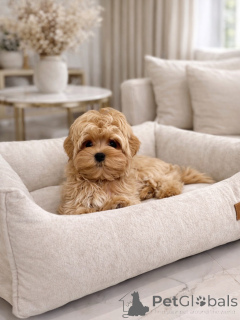 Foto №3. Süße Maltipoo-Babys mit wunderschönem Fell. Deutschland