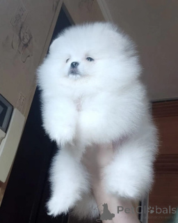 Foto №2 zu Ankündigung № 166156 zu verkaufen pommersche spitz - einkaufen Deutschland 