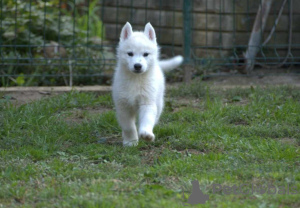 Zusätzliche Fotos: Siberian Husky-Welpen