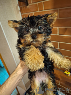Foto №2 zu Ankündigung № 130086 zu verkaufen biewer terrier, yorkshire terrier - einkaufen Lettland quotient 	ankündigung, vom kindergarten, züchter