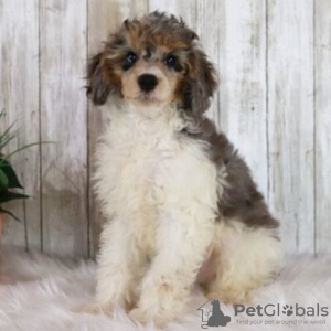 Foto №4. Ich werde verkaufen pudel (zwerg) in der Stadt Rio de Janeiro. quotient 	ankündigung - preis - 189€