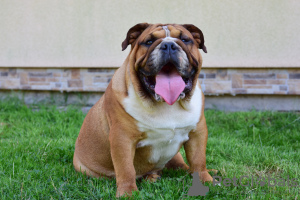 Foto №4. Ich werde verkaufen englische bulldogge in der Stadt Frampol. züchter - preis - 1000€