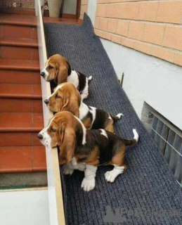 Foto №1. basset hound - zum Verkauf in der Stadt Brüssel | 250€ | Ankündigung № 156454