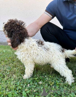 Foto №1. lagotto romagnolo - zum Verkauf in der Stadt Trstenik | 300€ | Ankündigung № 140774