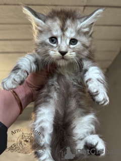 Foto №2 zu Ankündigung № 99494 zu verkaufen maine-coon-katze - einkaufen USA quotient 	ankündigung, vom kindergarten, aus dem tierheim