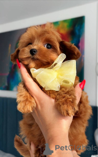 Foto №4. Ich werde verkaufen malteser in der Stadt Amsterdam. züchter - preis - 1100€