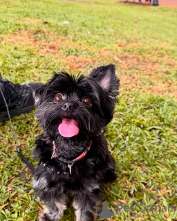 Foto №4. Ich werde verkaufen yorkshire terrier in der Stadt Мадрид. züchter - preis - 350€