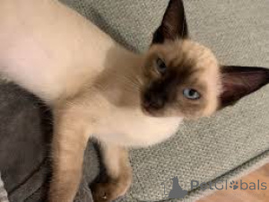 Foto №3. Chatons balinais à la vente verfügbar.. Belgien