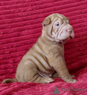 Foto №1. shar-pei - zum Verkauf in der Stadt Krasnodar | verhandelt | Ankündigung № 115414