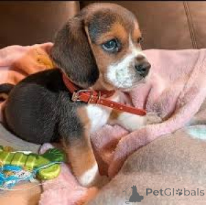 Foto №3. Preciosos cachorros Beagle en venta. Spanien